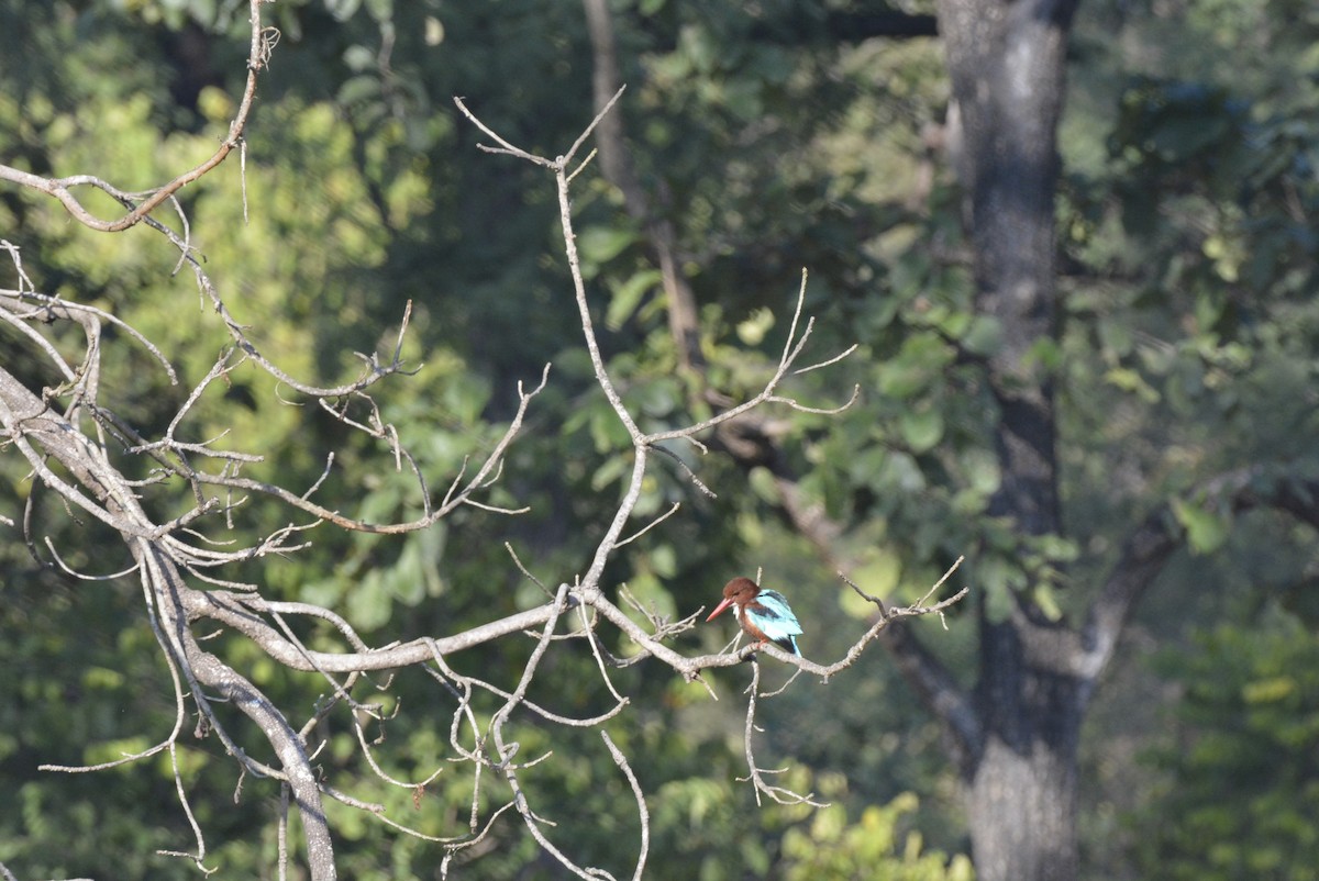 White-throated Kingfisher - Karthik Solanki