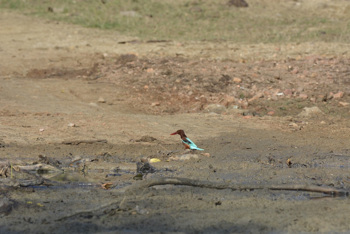 White-throated Kingfisher - Karthik Solanki