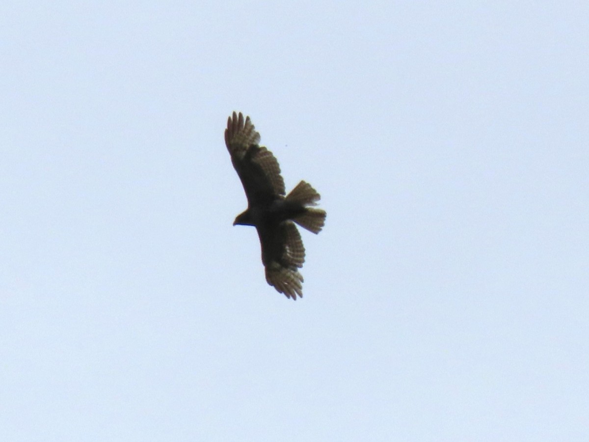 Red-tailed Hawk - John Gaglione