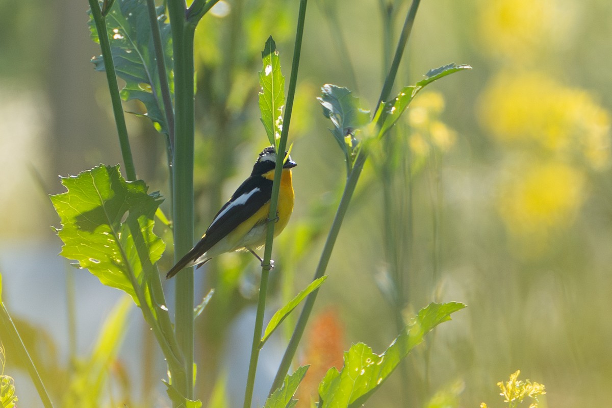 Yellow-rumped Flycatcher - ML619614714