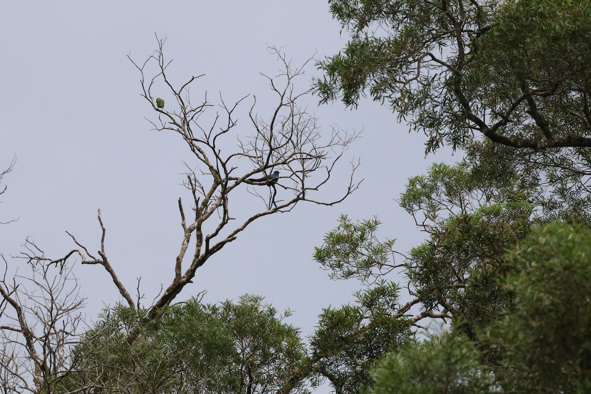 Asian Koel - TingYun Fang