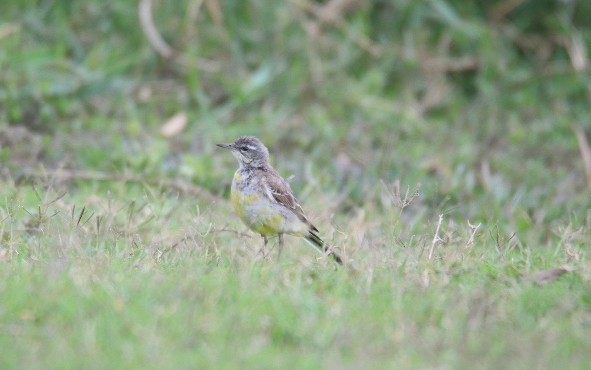 Eastern Yellow Wagtail - Praveen H N