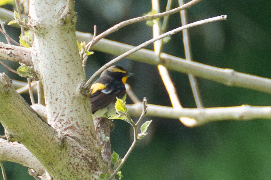 Narcissus Flycatcher - ML619614724