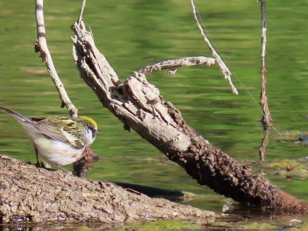 Chestnut-sided Warbler - fran rulon-miller