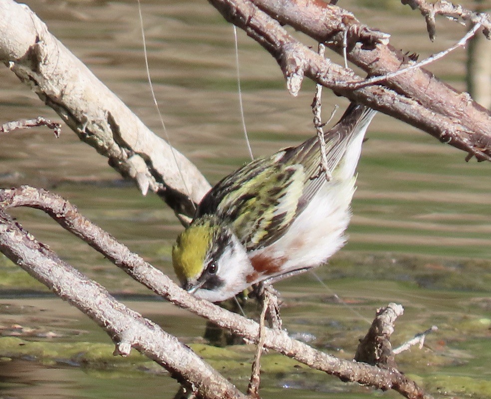 Chestnut-sided Warbler - ML619614727