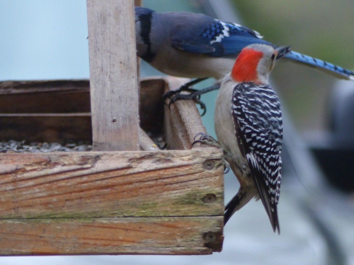 Red-bellied Woodpecker - Nancy Auer