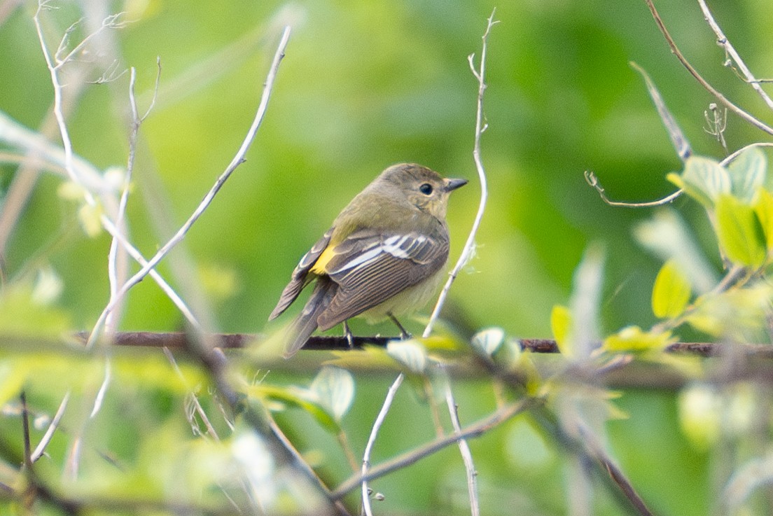 Yellow-rumped Flycatcher - ML619614732