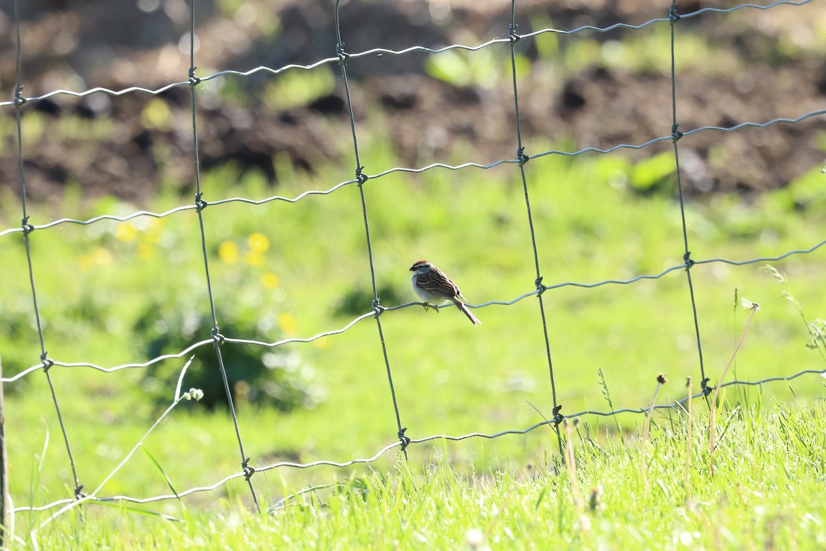 Chipping Sparrow - Marie Provost