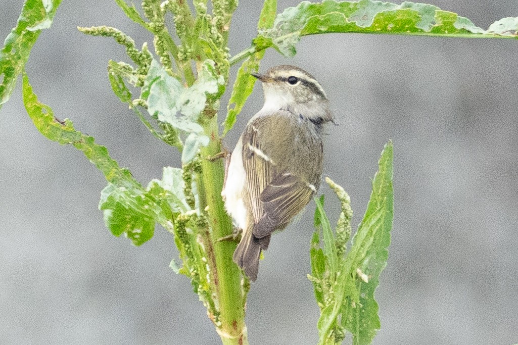 Yellow-browed Warbler - Fran Kim