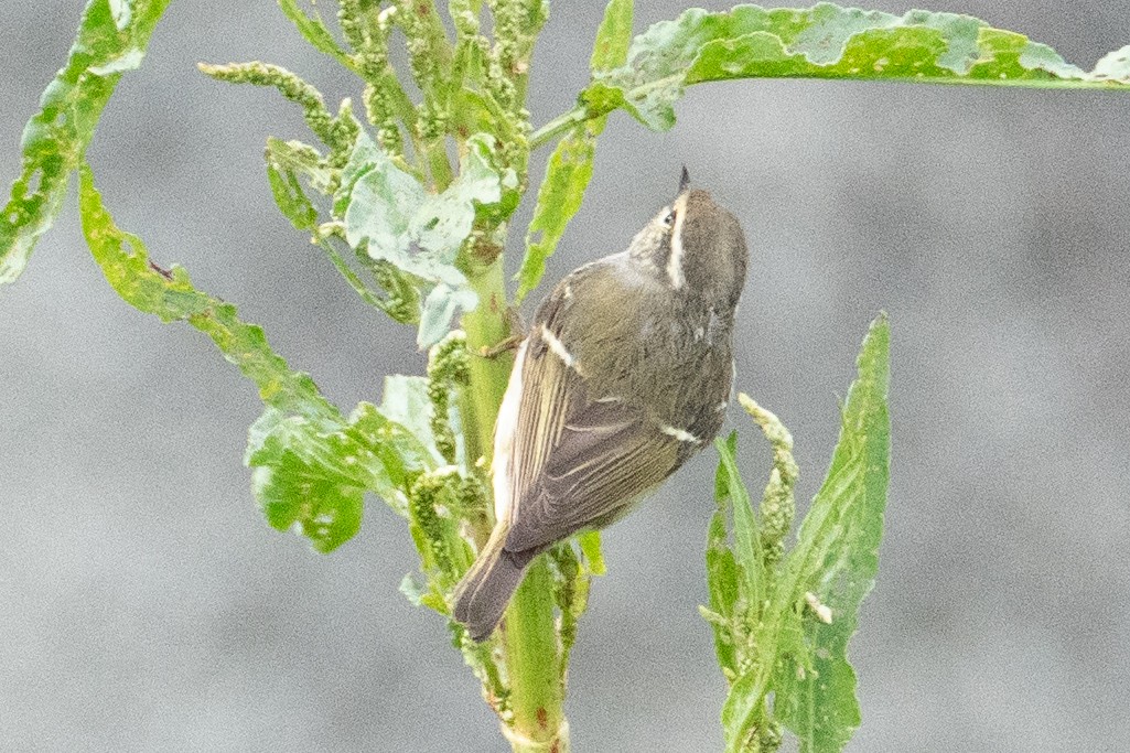 Yellow-browed Warbler - Fran Kim