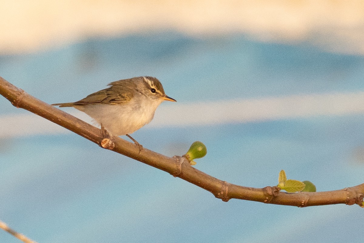 Arctic Warbler - Fran Kim