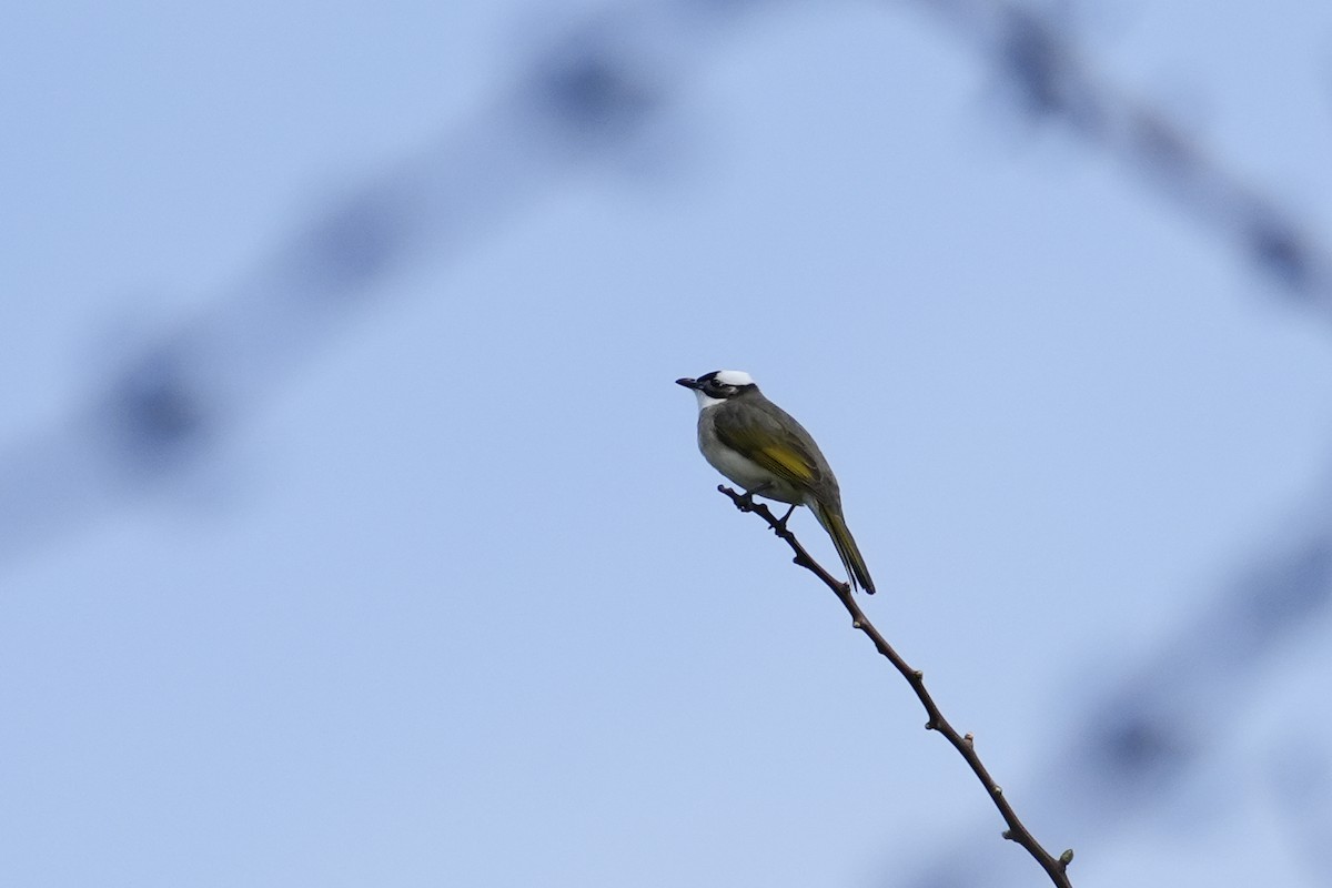 Light-vented Bulbul - Fran Kim