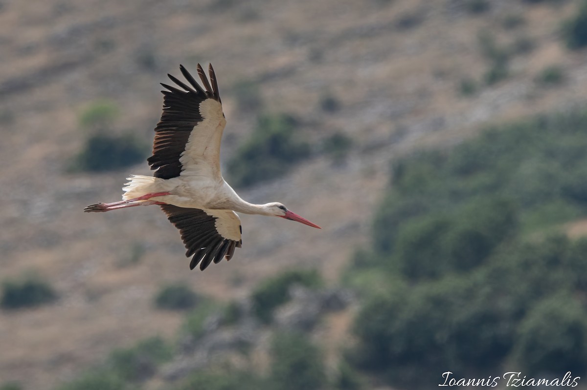 White Stork - Ioannis Tziamalis