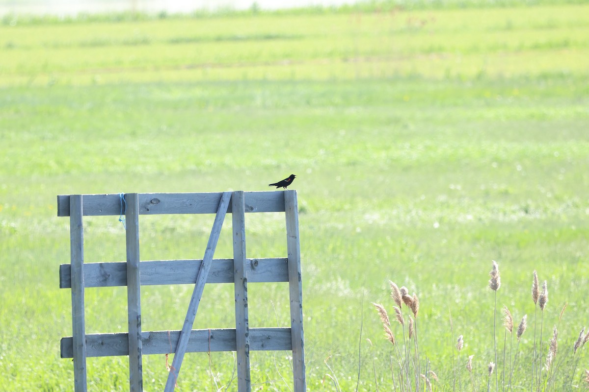 Red-winged Blackbird - ML619614751