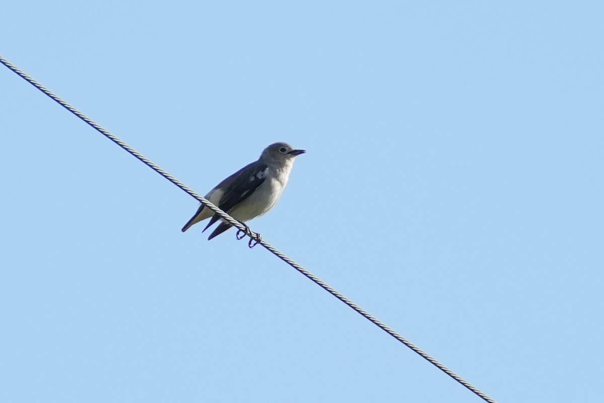 Chestnut-cheeked Starling - Fran Kim