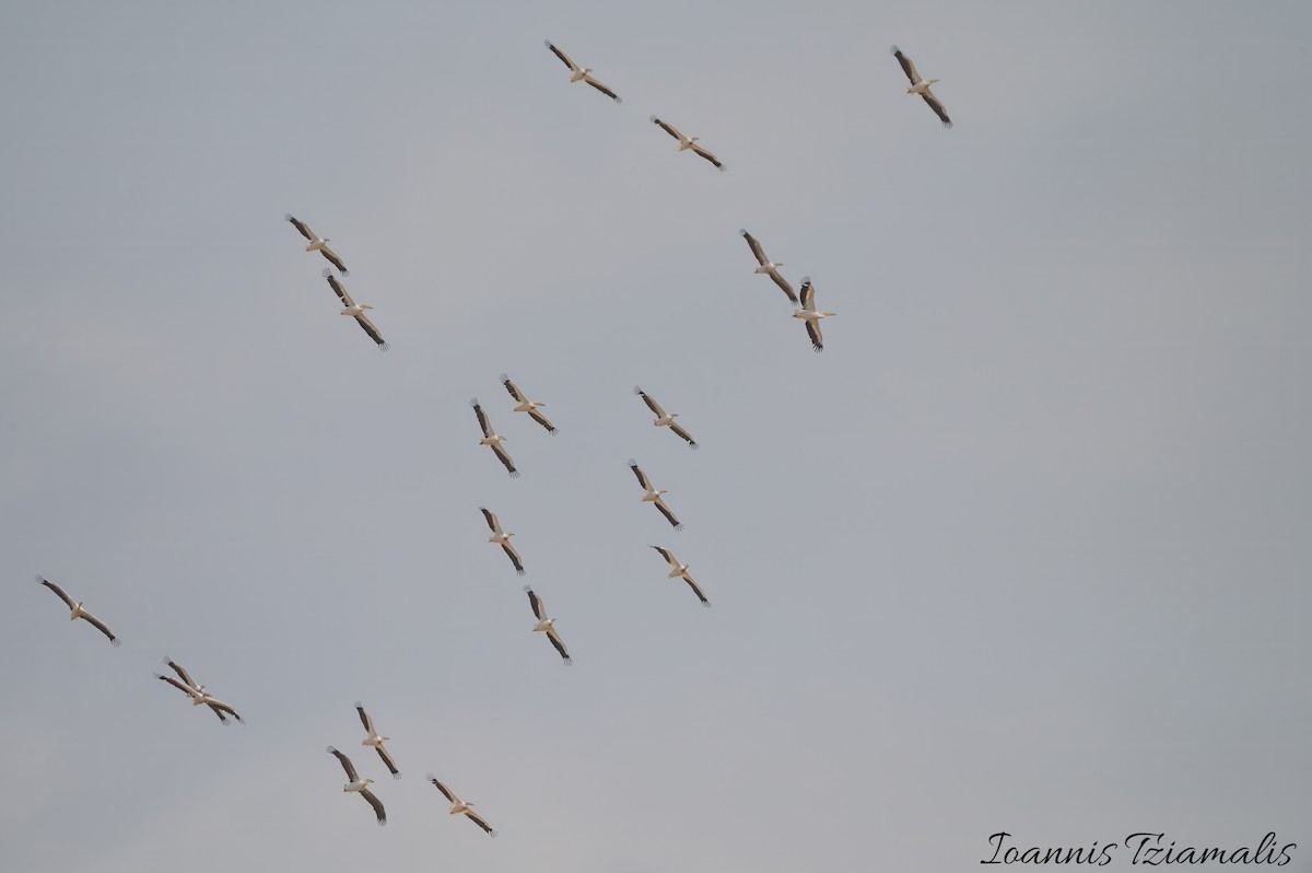 Great White Pelican - ML619614754