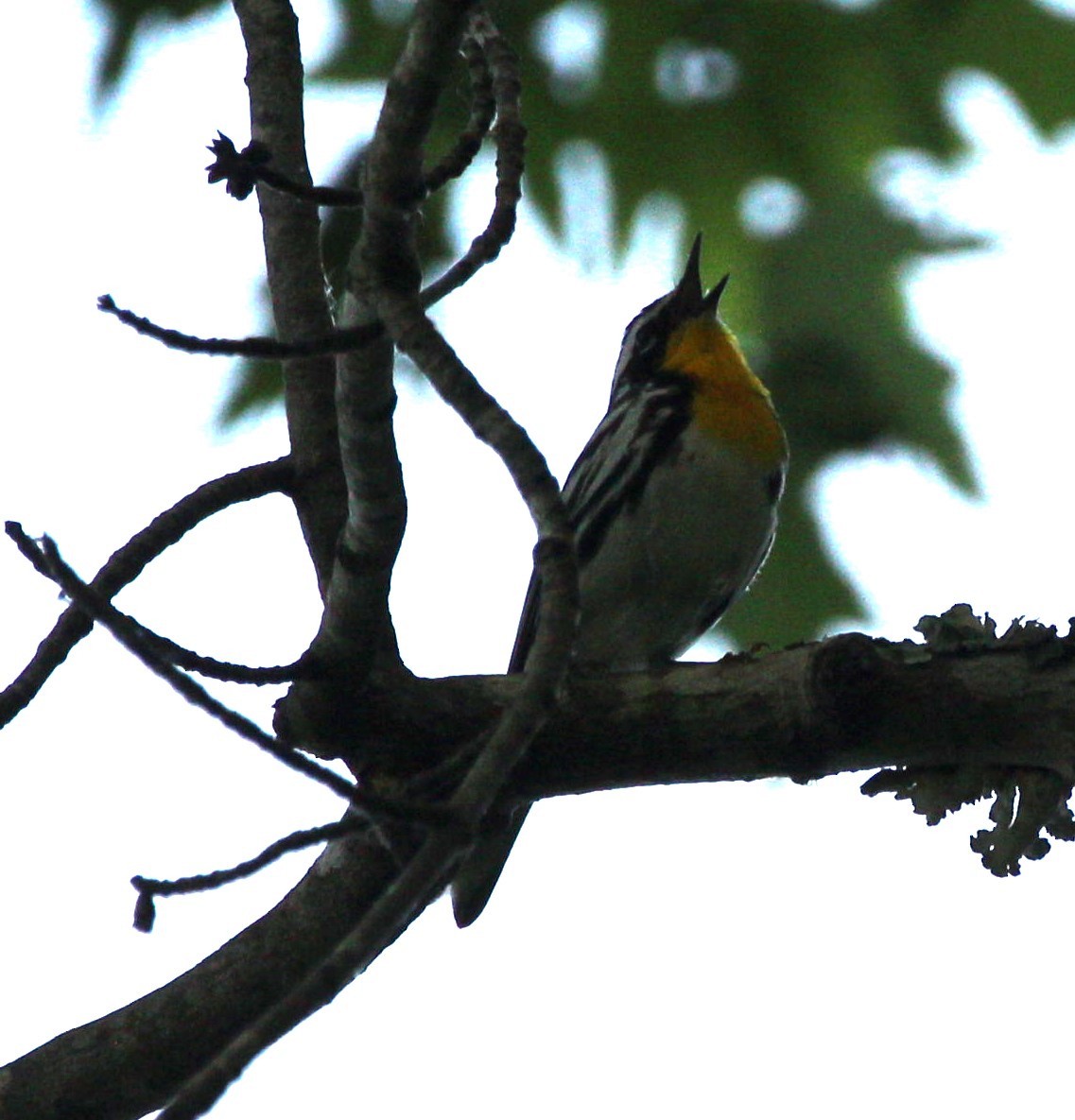 Yellow-throated Warbler - ML619614755