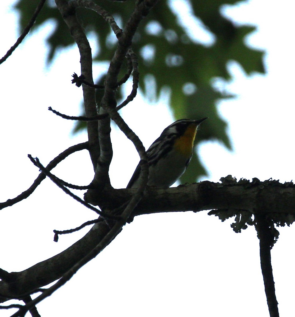 Yellow-throated Warbler - Jeff Smith