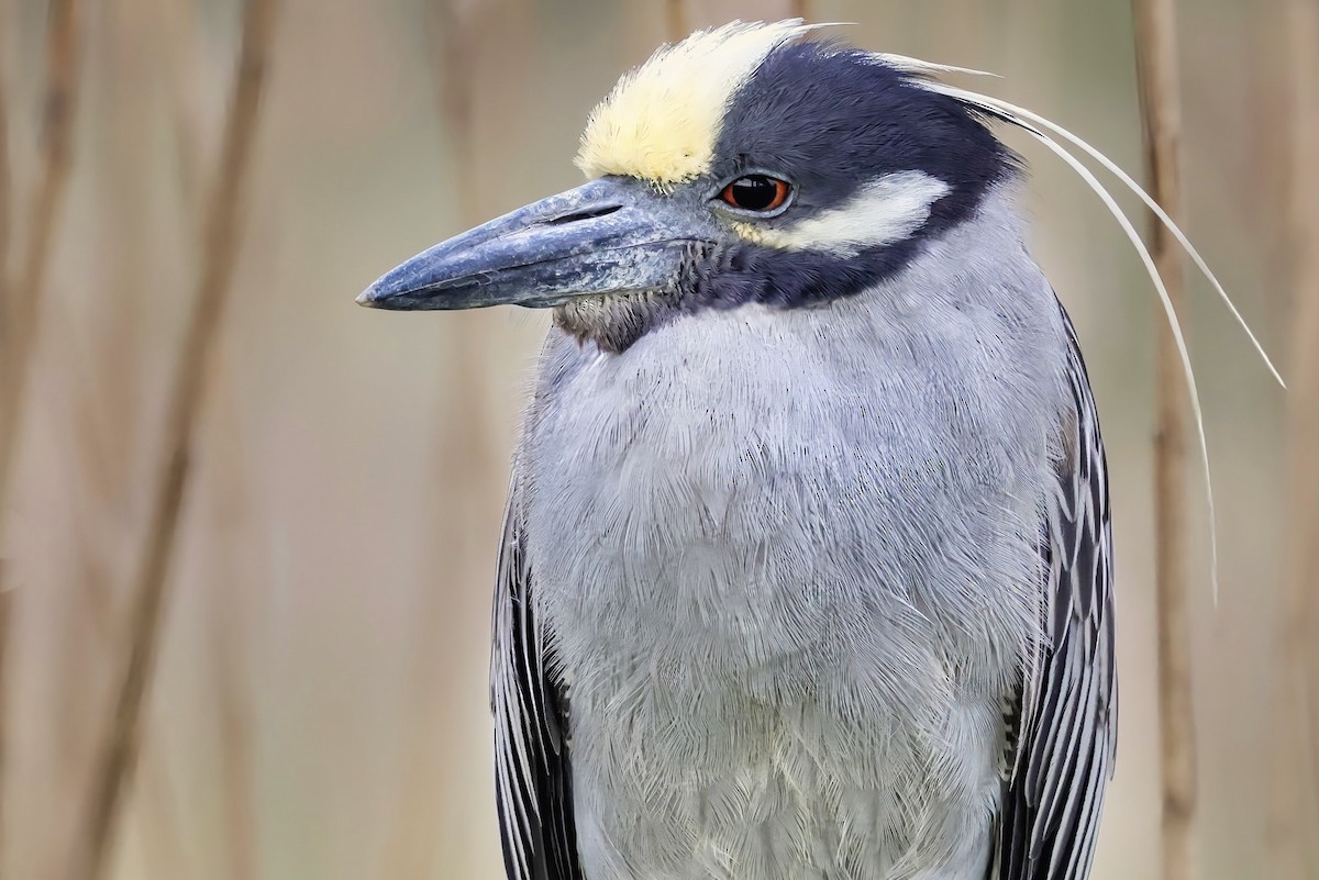 Yellow-crowned Night Heron - James Tornetta