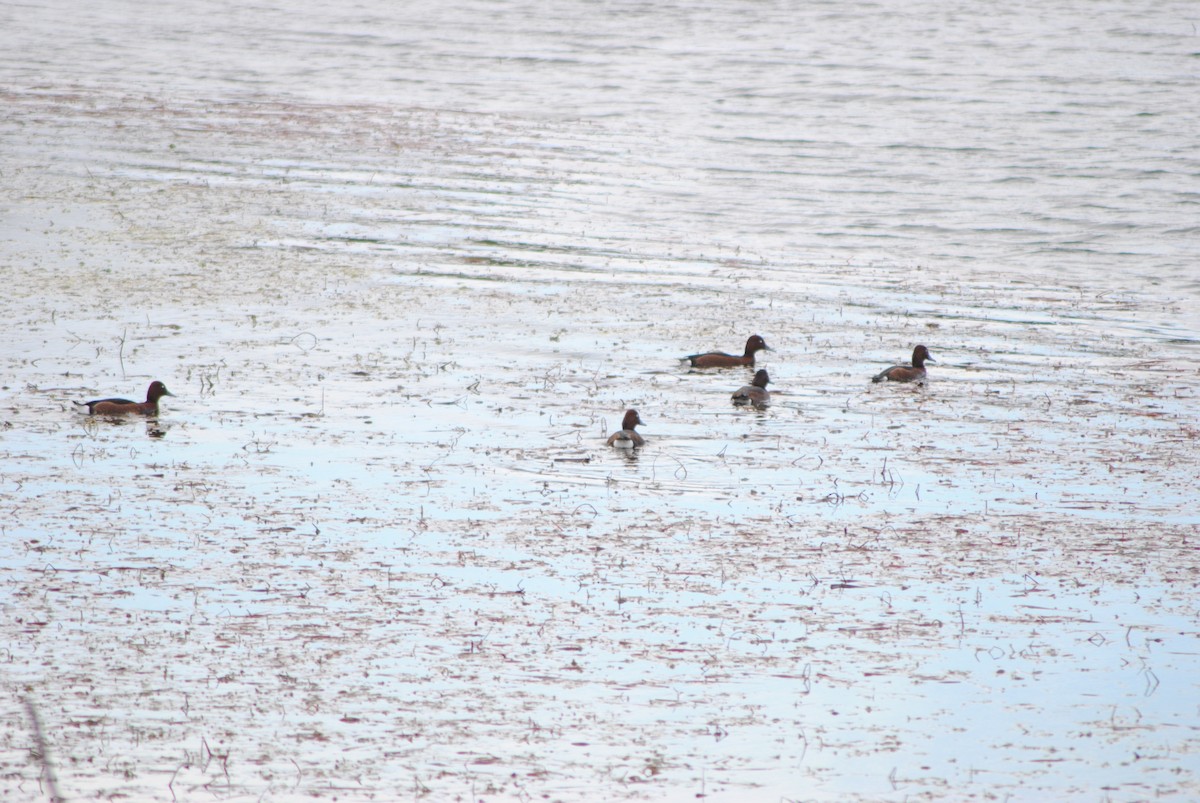 Ferruginous Duck - Juan Carlos Quiñones