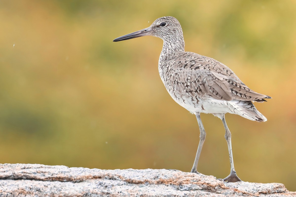 Willet - ML619614764