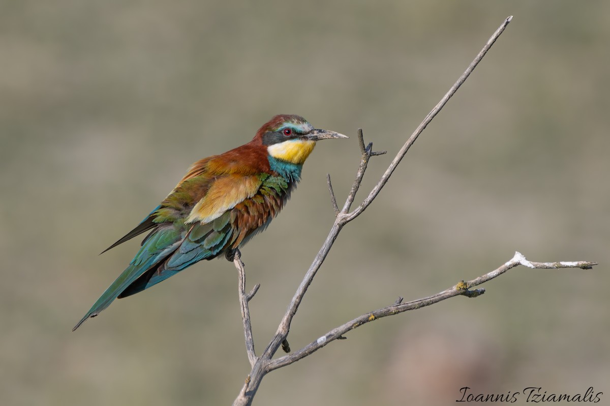 European Bee-eater - Ioannis Tziamalis