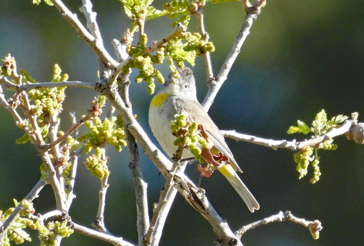 Virginia's Warbler - Tresa Moulton