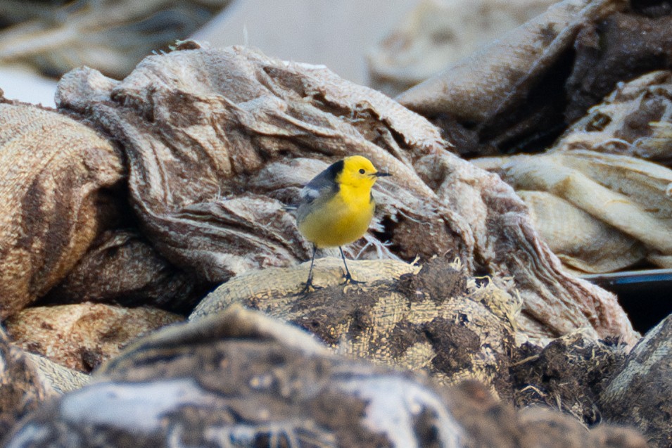 Citrine Wagtail - Fran Kim