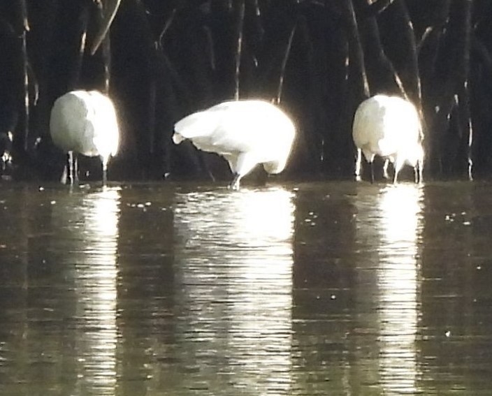 Royal Spoonbill - Suzanne Foley