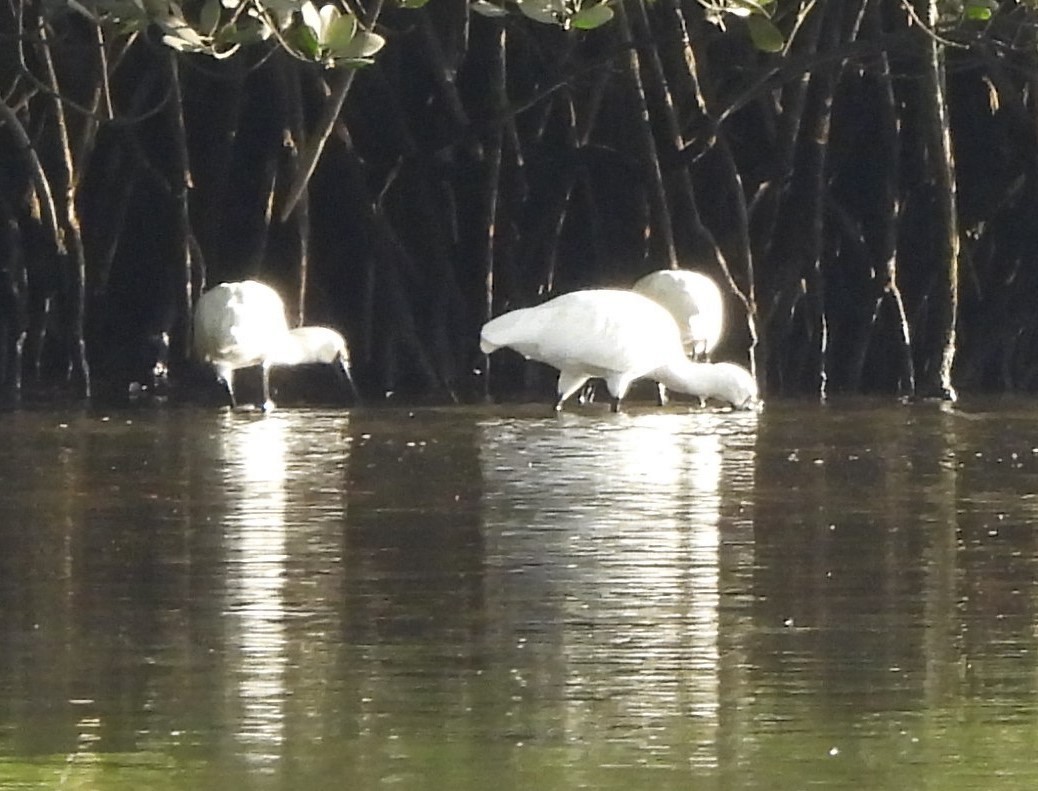 Royal Spoonbill - Suzanne Foley