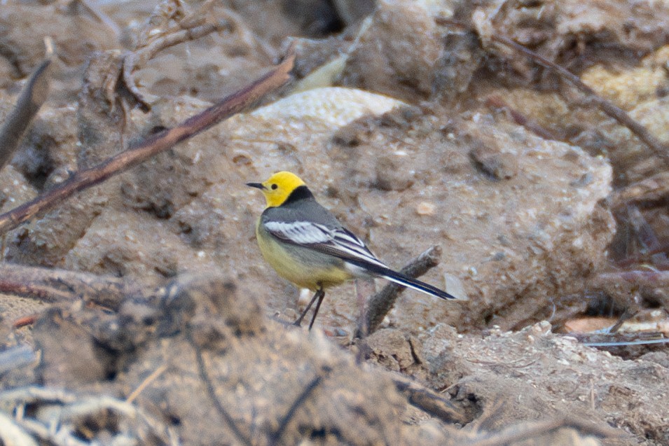 Citrine Wagtail - Fran Kim