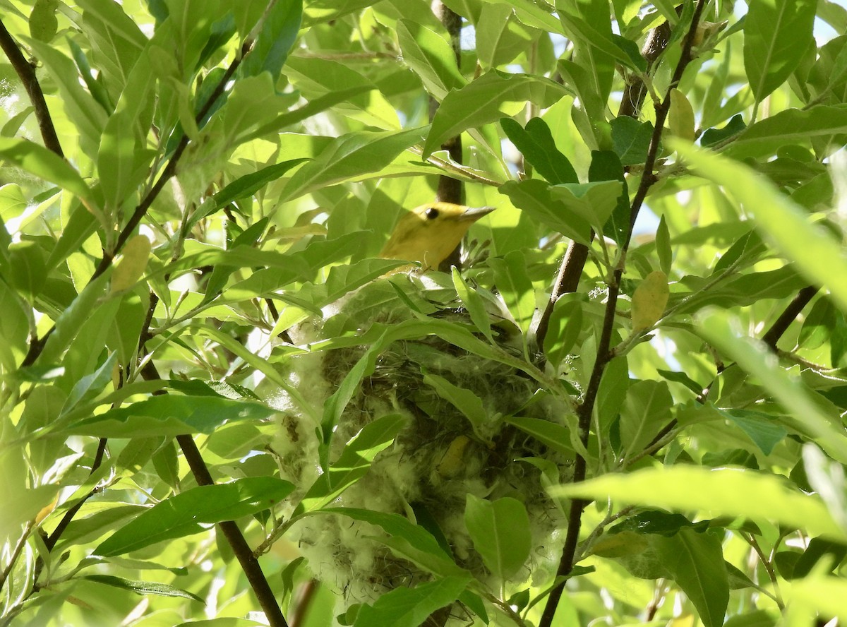 Yellow Warbler - Corinna Honscheid