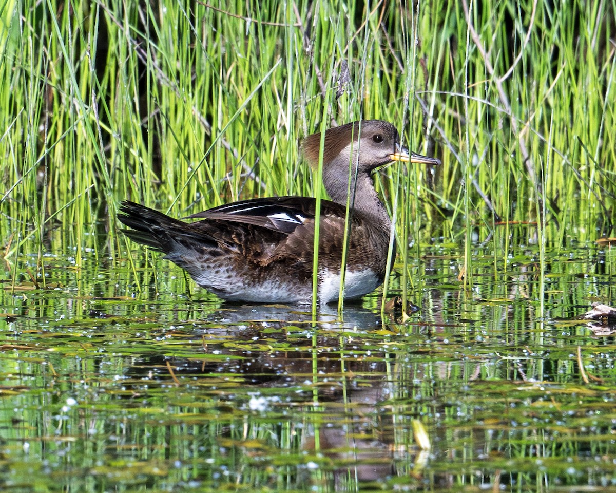 Hooded Merganser - Greg Courtney