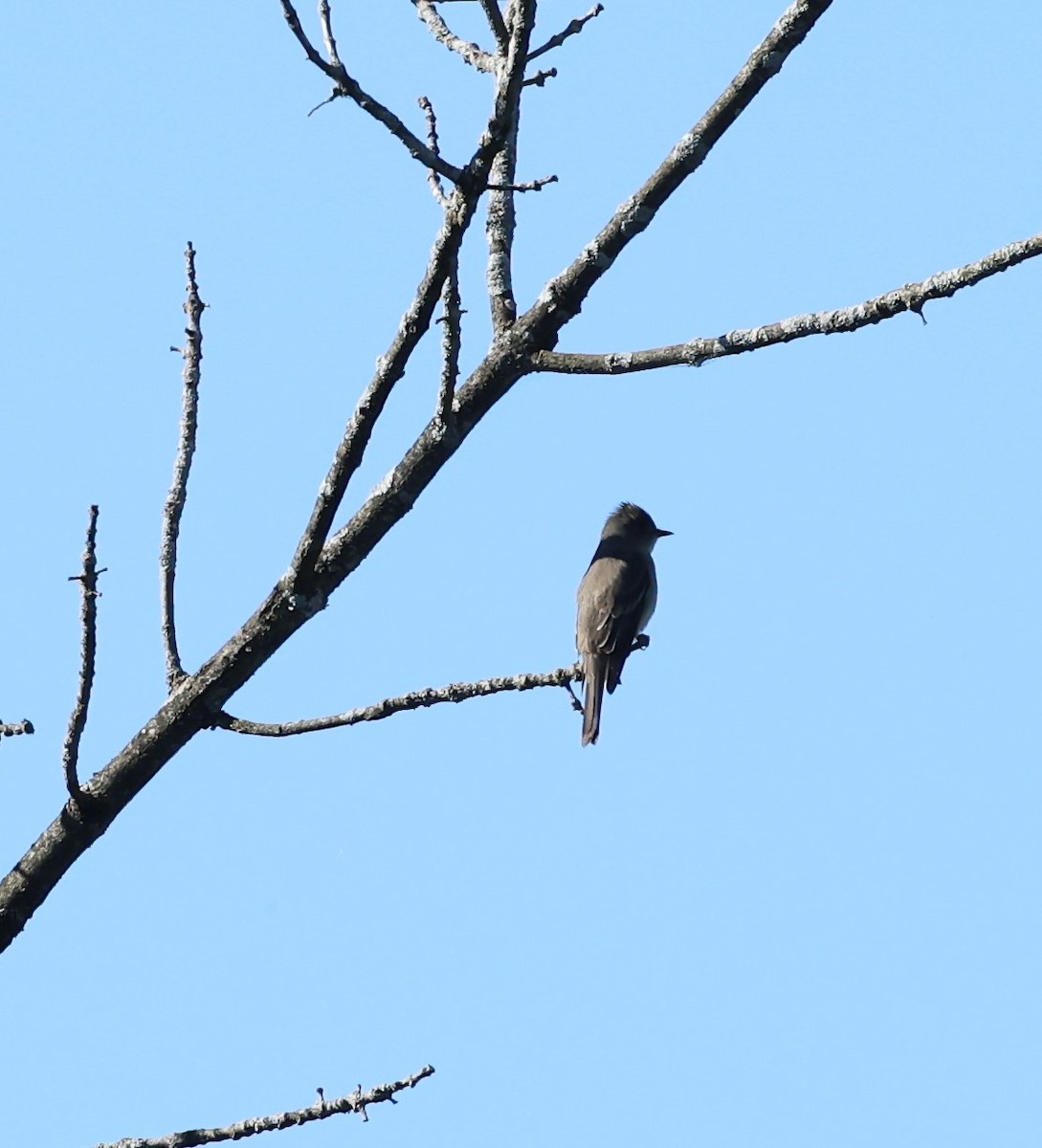 Eastern Wood-Pewee - Marie Provost