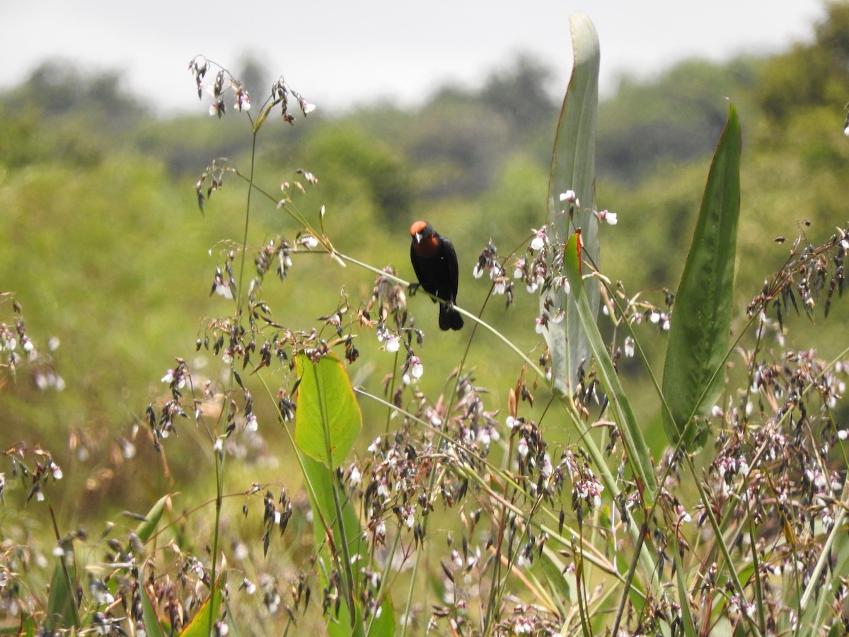 Chestnut-capped Blackbird - ML619614806