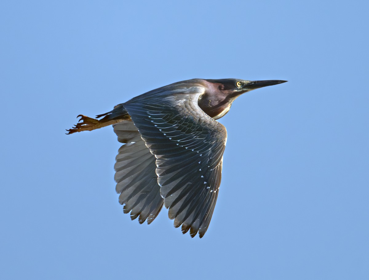 Green Heron - Greg Courtney