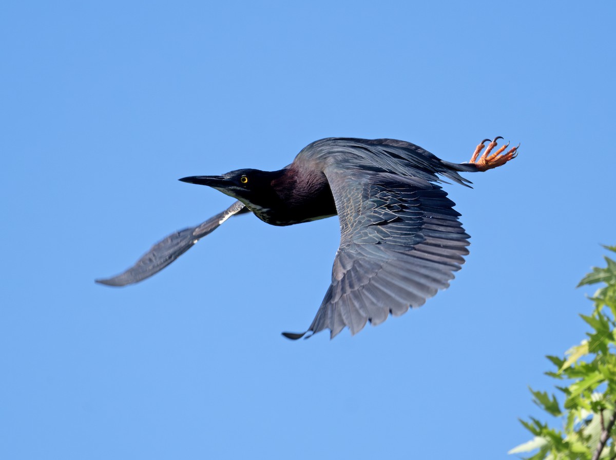 Green Heron - Greg Courtney