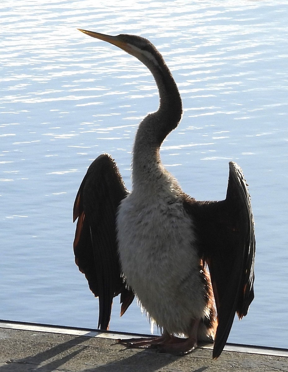 Australasian Darter - Suzanne Foley