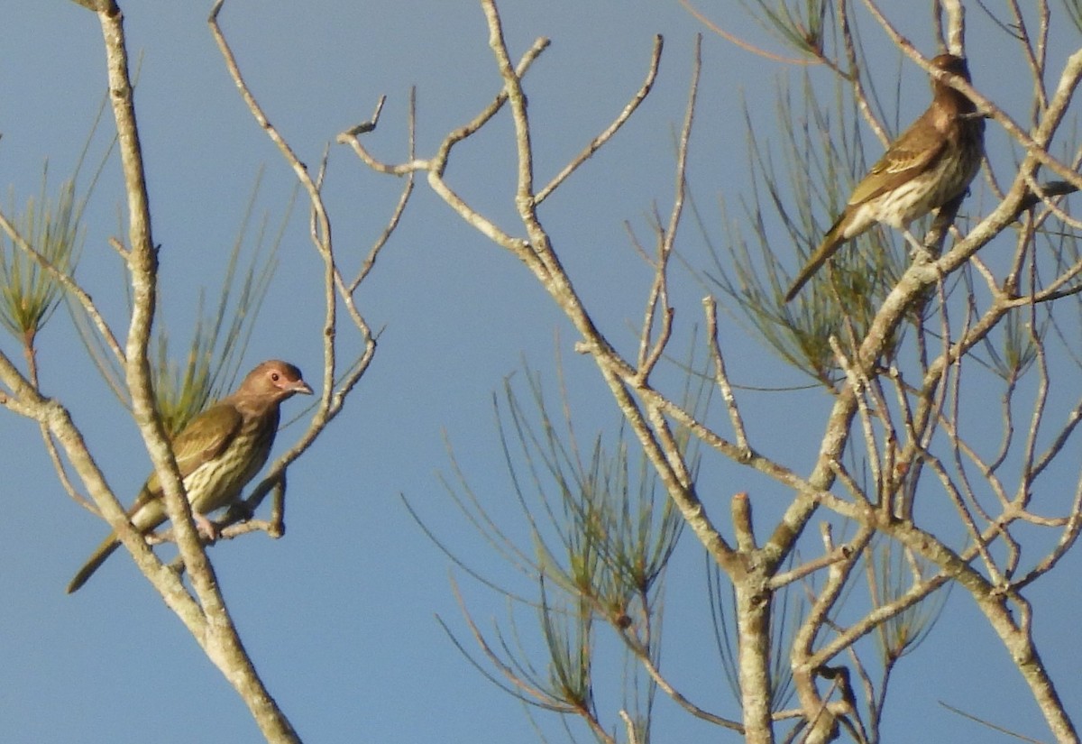 Australasian Figbird - Suzanne Foley