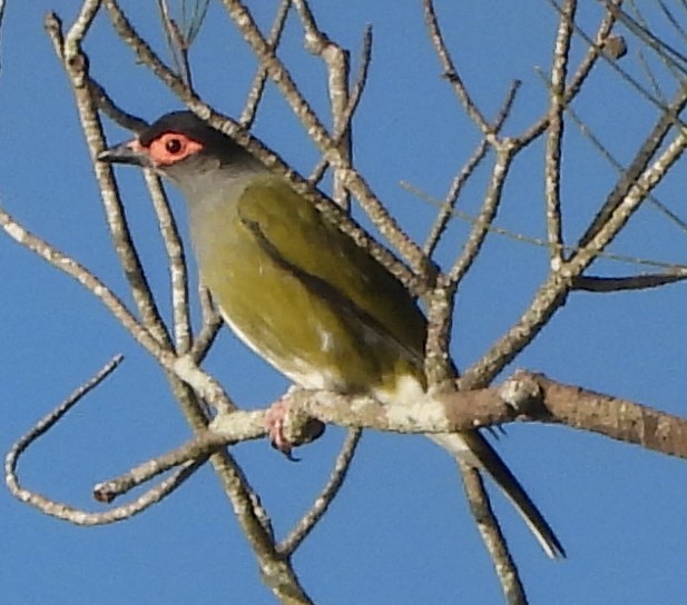 Australasian Figbird - Suzanne Foley