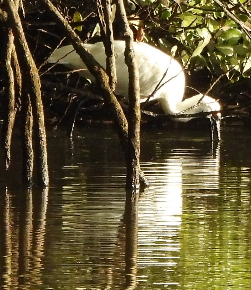 Royal Spoonbill - Suzanne Foley