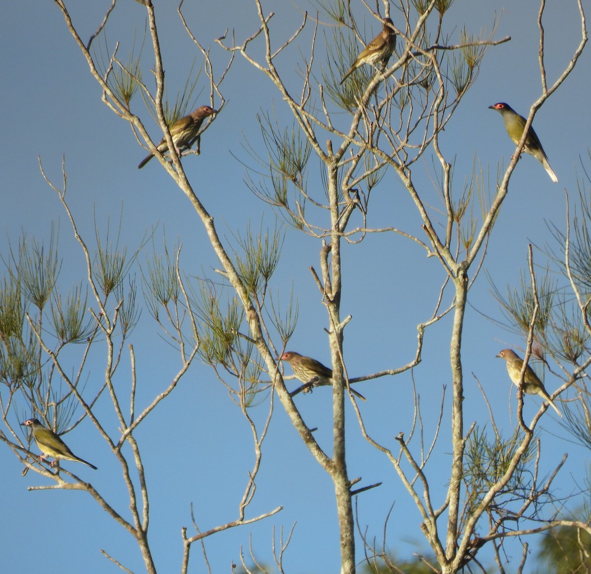 Australasian Figbird - Suzanne Foley