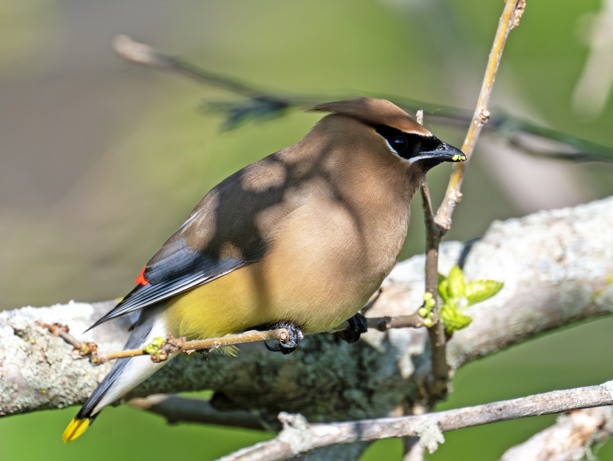 Cedar Waxwing - Greg Courtney