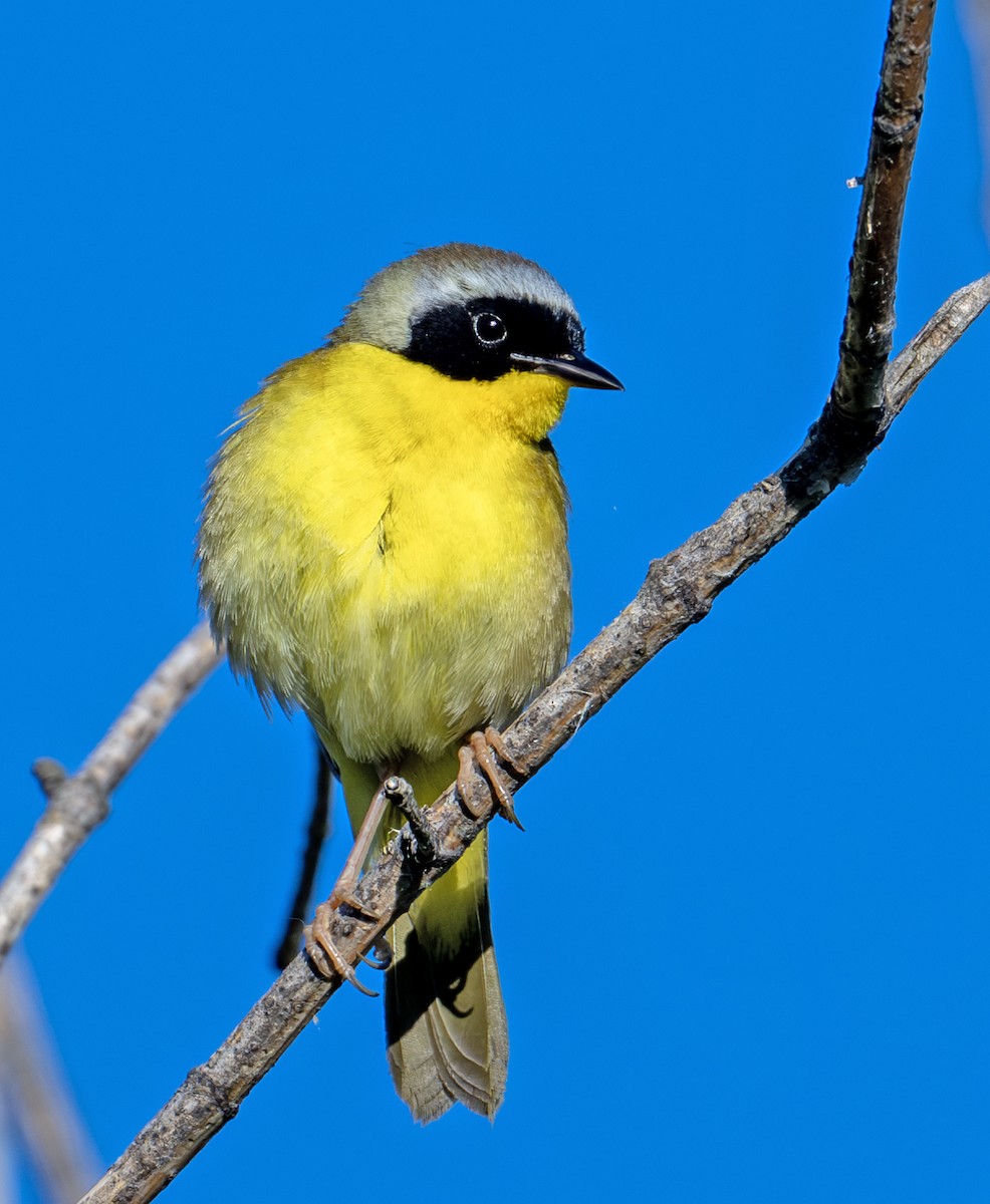 Common Yellowthroat - Greg Courtney