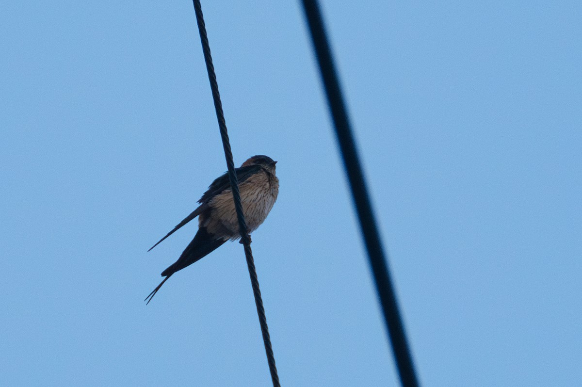 Red-rumped Swallow - Fran Kim