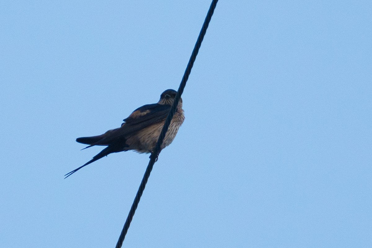 Red-rumped Swallow - Fran Kim