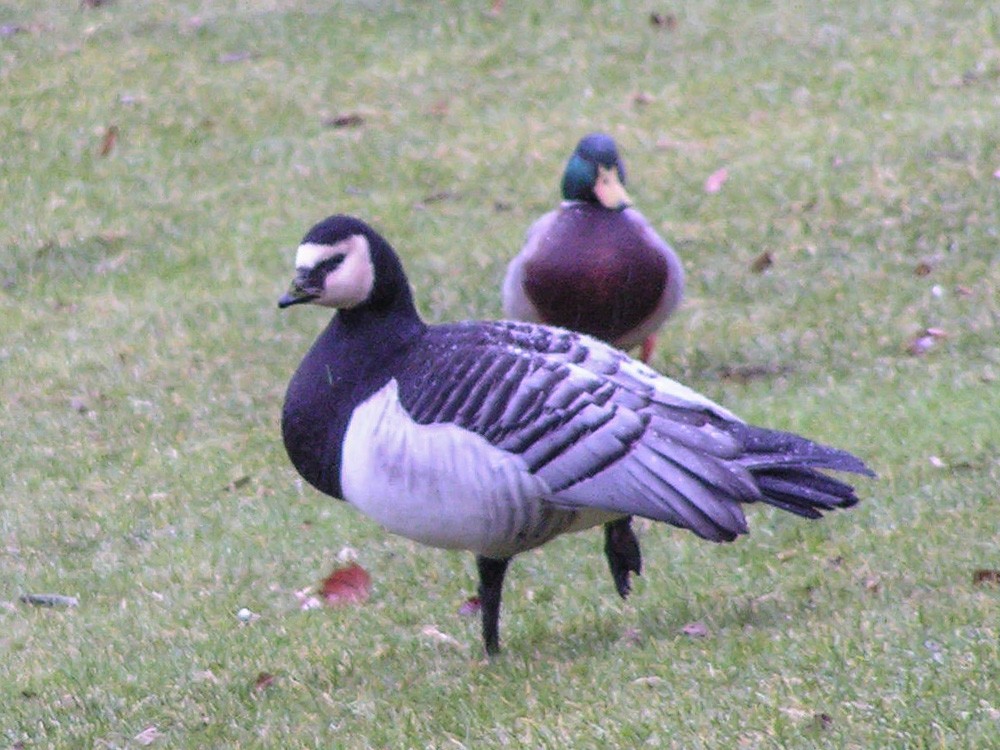 Barnacle Goose - Lenny Xu