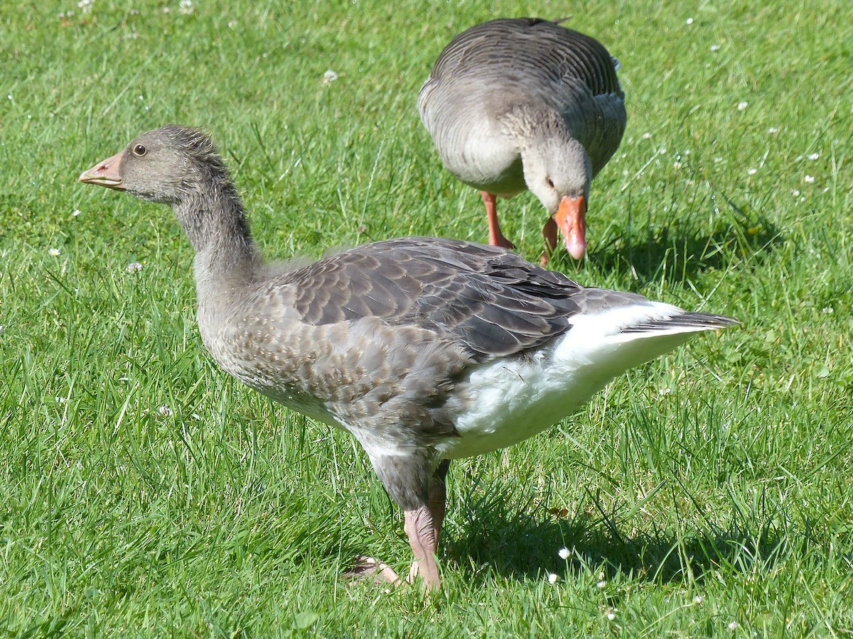 Graylag Goose - ML619614858