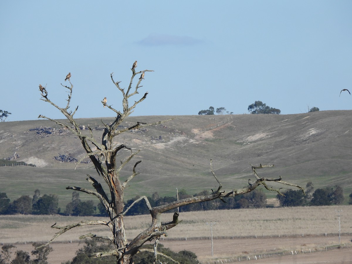 Whistling Kite - Jeffrey Crawley