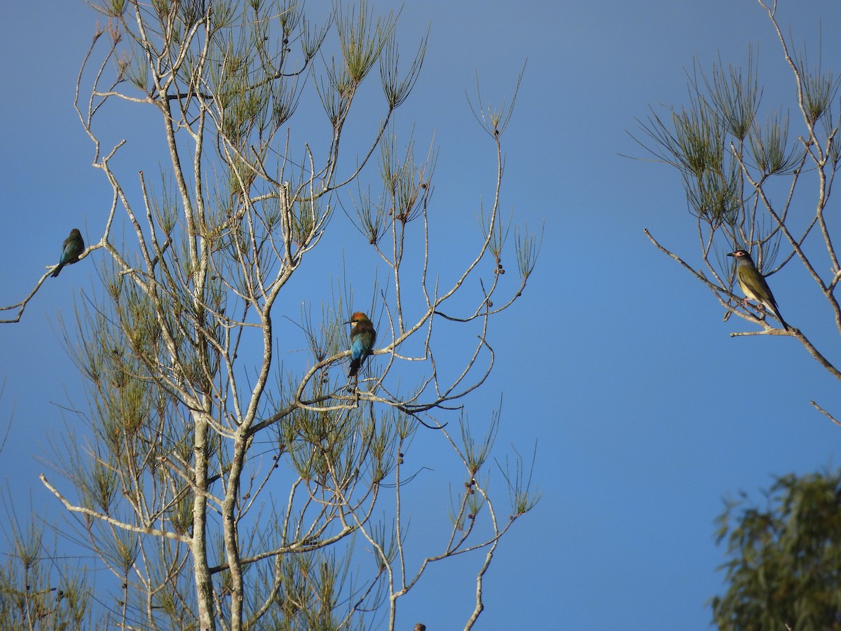 Rainbow Bee-eater - Suzanne Foley